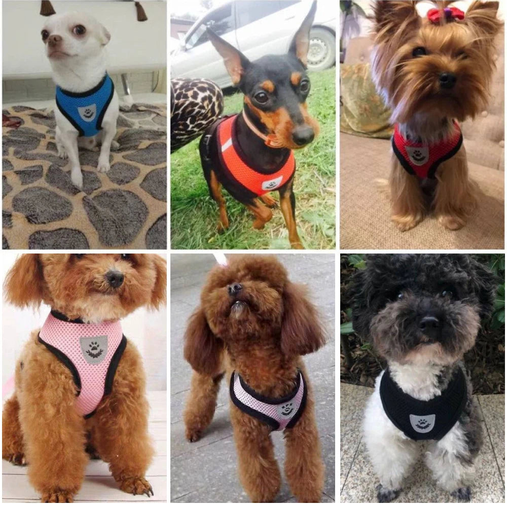 Harnais et laisse pour chats et chiens
