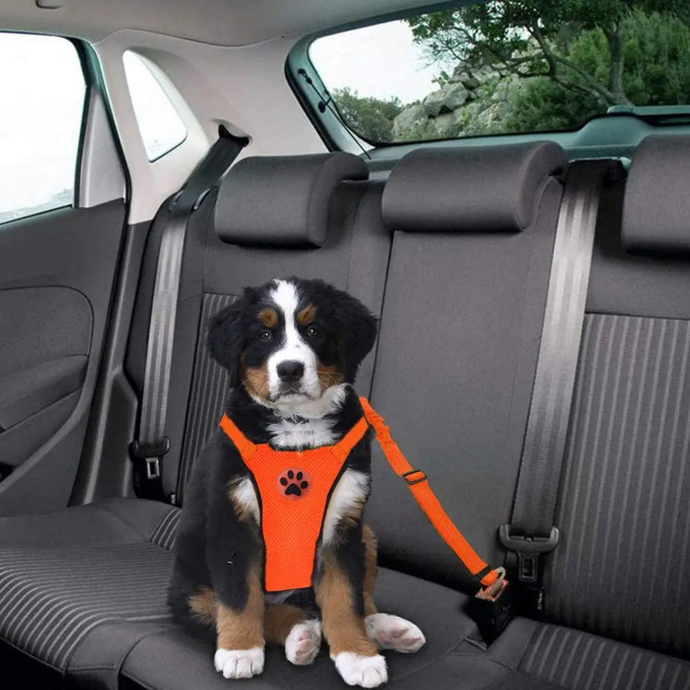 Harnais et laisse pour chats et chiens