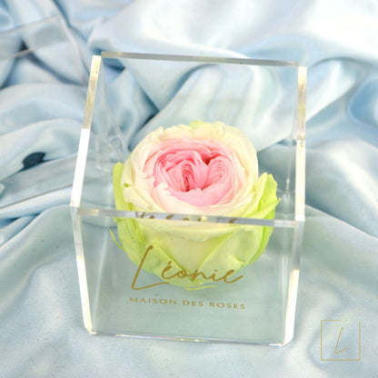 Boite De Rose Eternelle Anglaise Premium Acrylique à Couvercle - Léonie®
